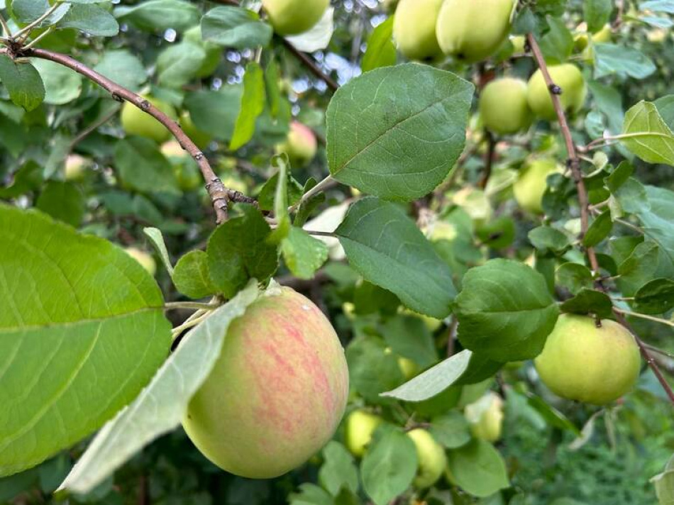 Верхние теплицы Царского Села готовят праздник «Белый налив» для семей